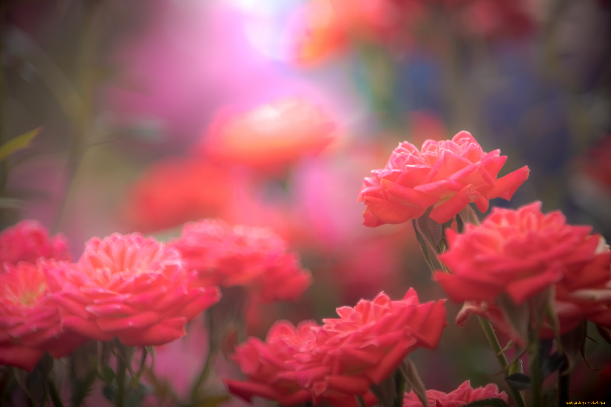 , , , , , , , rose, bud, petals, leaves, blossoms